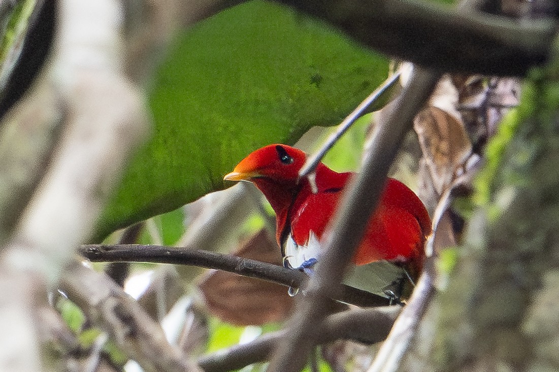 Königsparadiesvogel - ML646992406