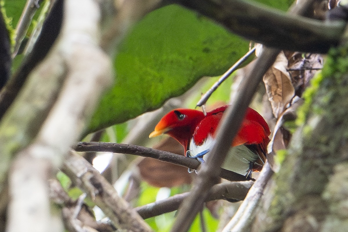 Königsparadiesvogel - ML646992408