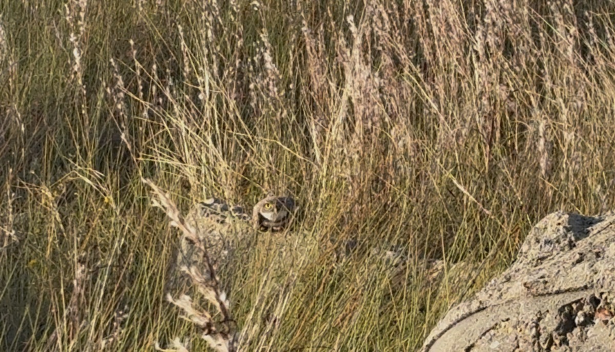 Burrowing Owl - ML646992409