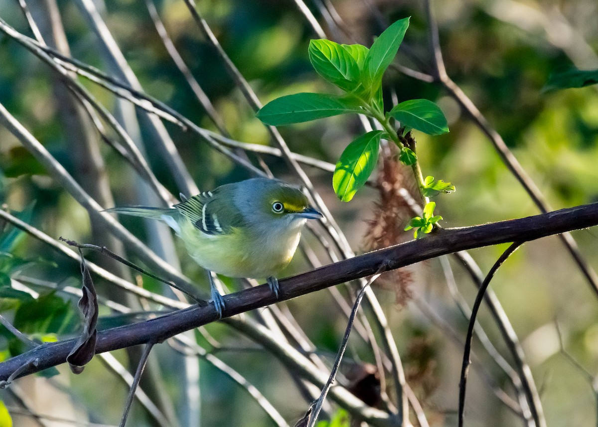 Белоглазый виреон - ML646992411