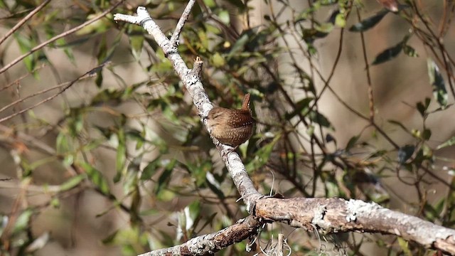 střízlík kanadský - ML646992412