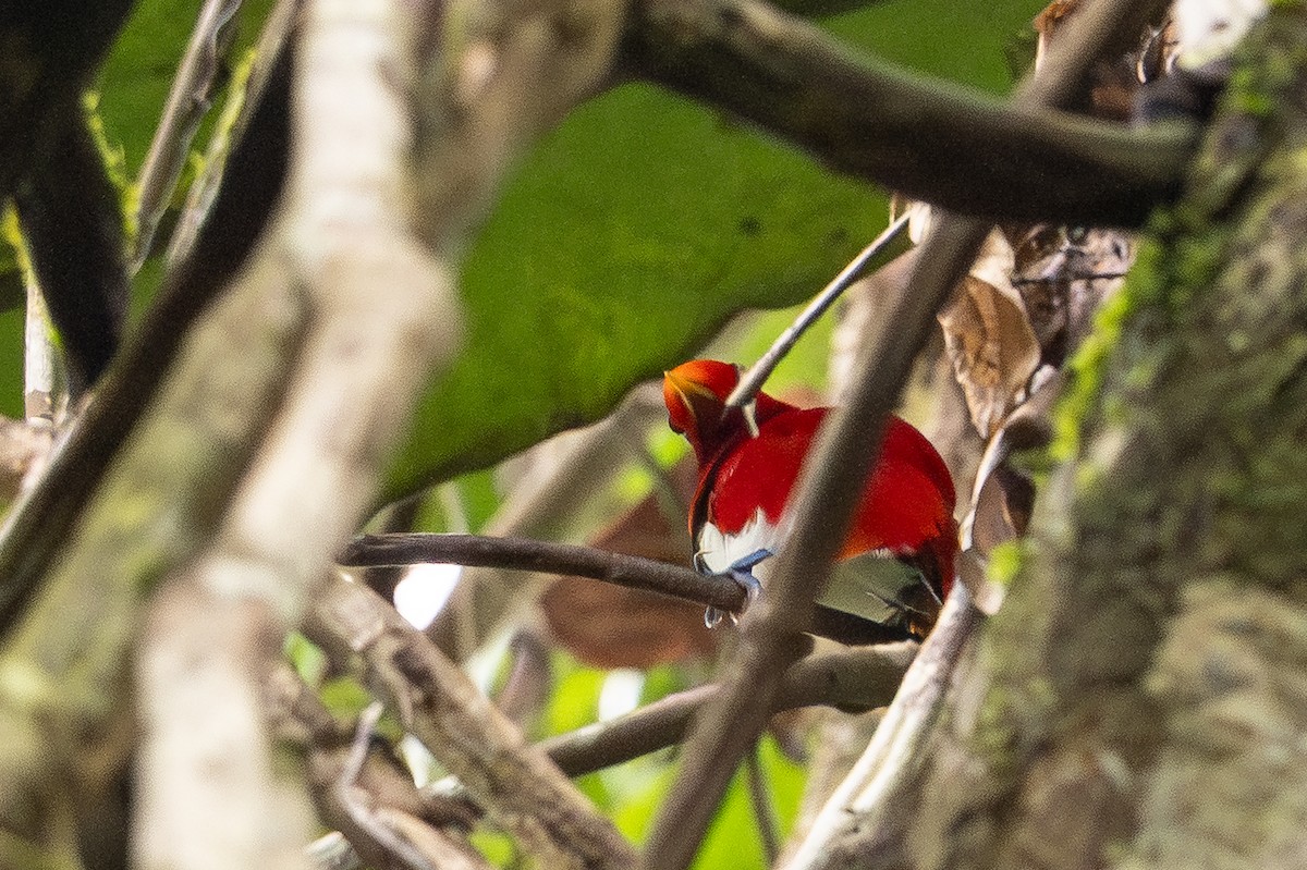 Königsparadiesvogel - ML646992413