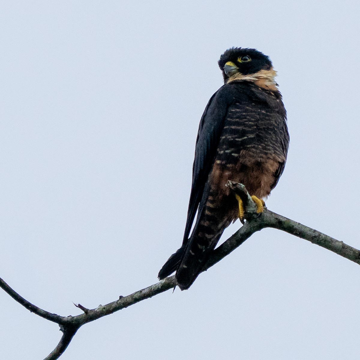 Bat Falcon - ML646992416