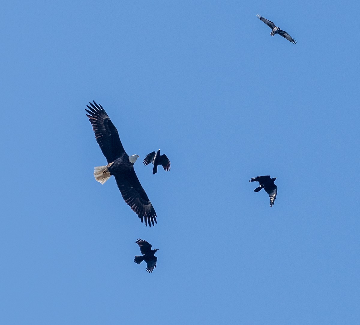 Рыбная ворона - ML646992421