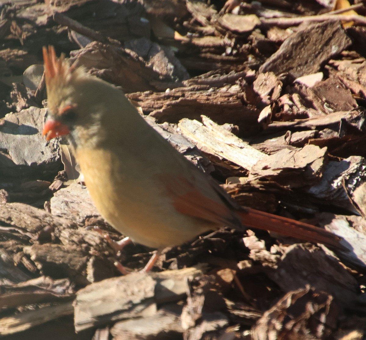 Kırmızı Kardinal - ML646992425