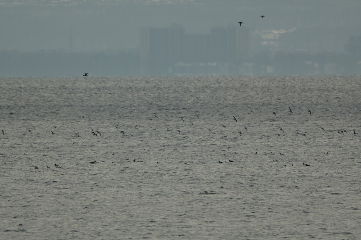 Long-tailed Duck - ML646992429