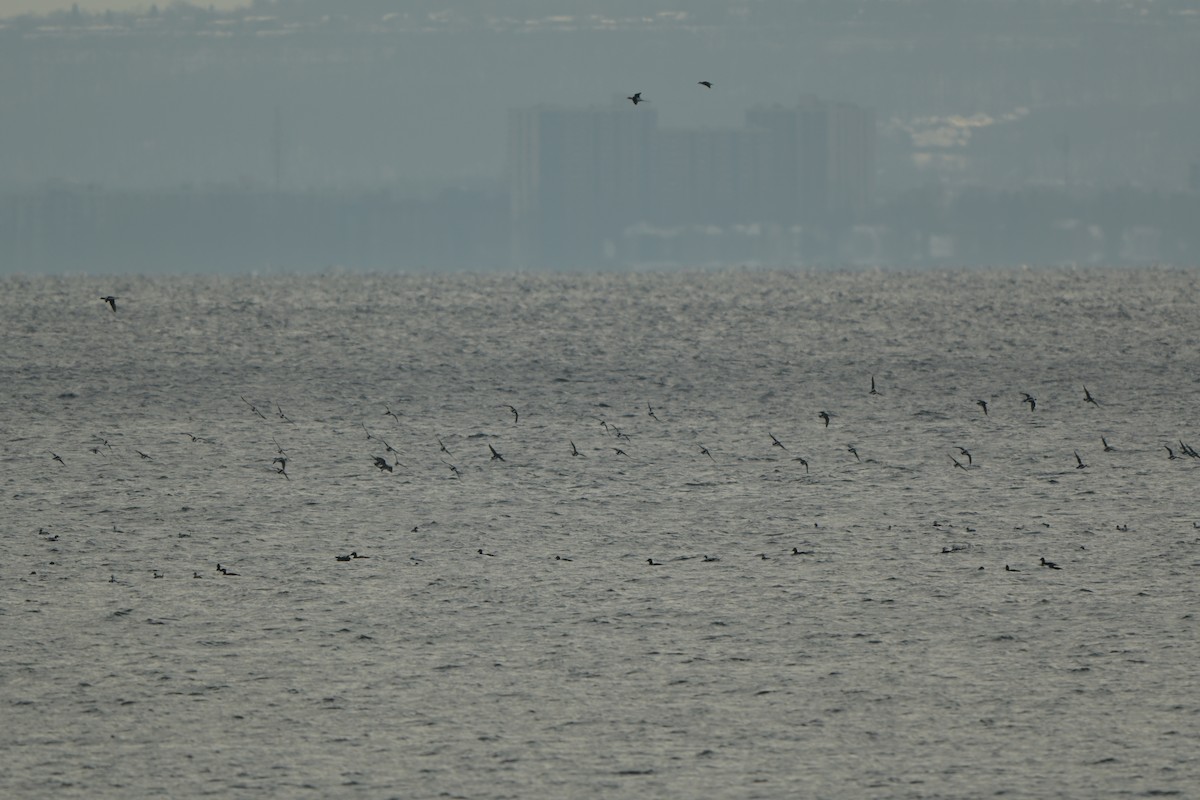 Long-tailed Duck - ML646992430