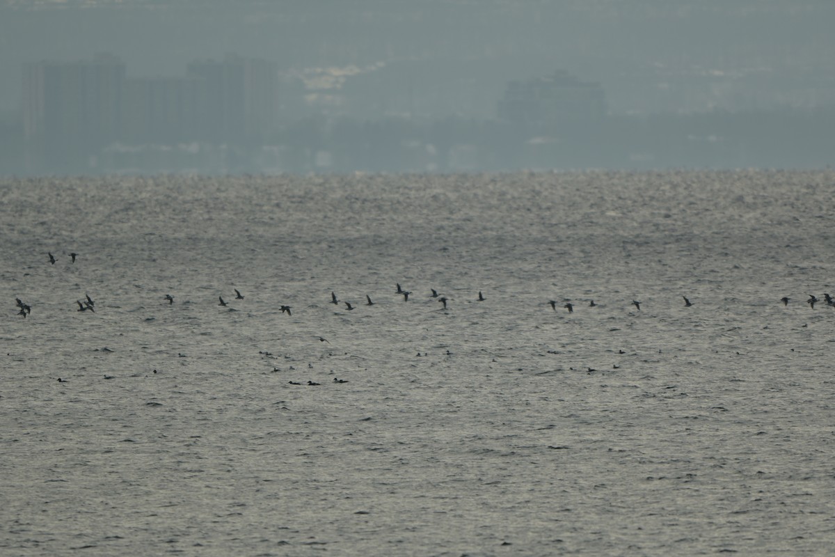 Long-tailed Duck - ML646992431