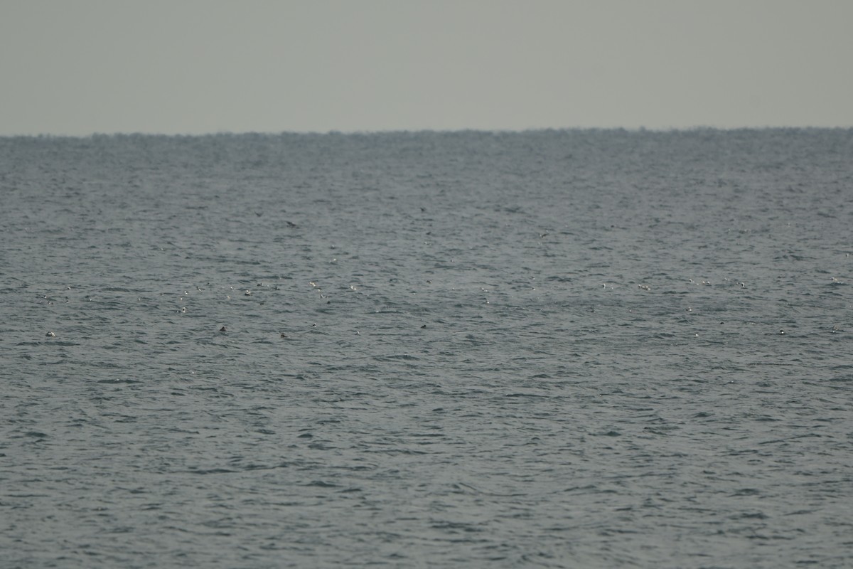 Long-tailed Duck - ML646992432