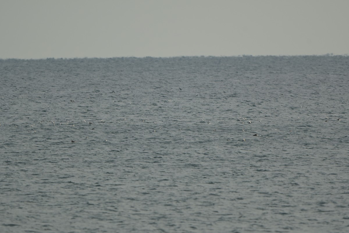 Long-tailed Duck - ML646992433