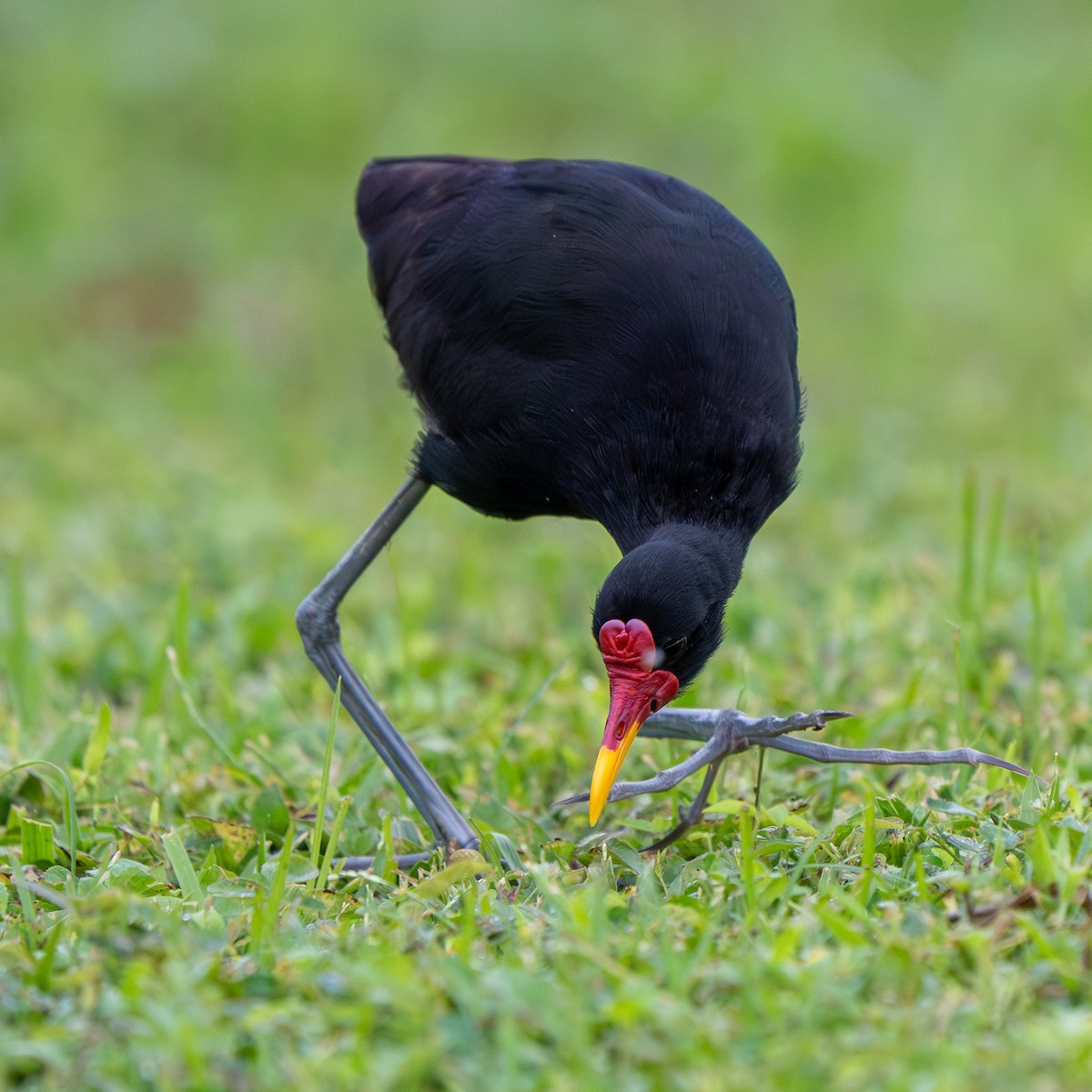 Wattled Jacana - ML646992435