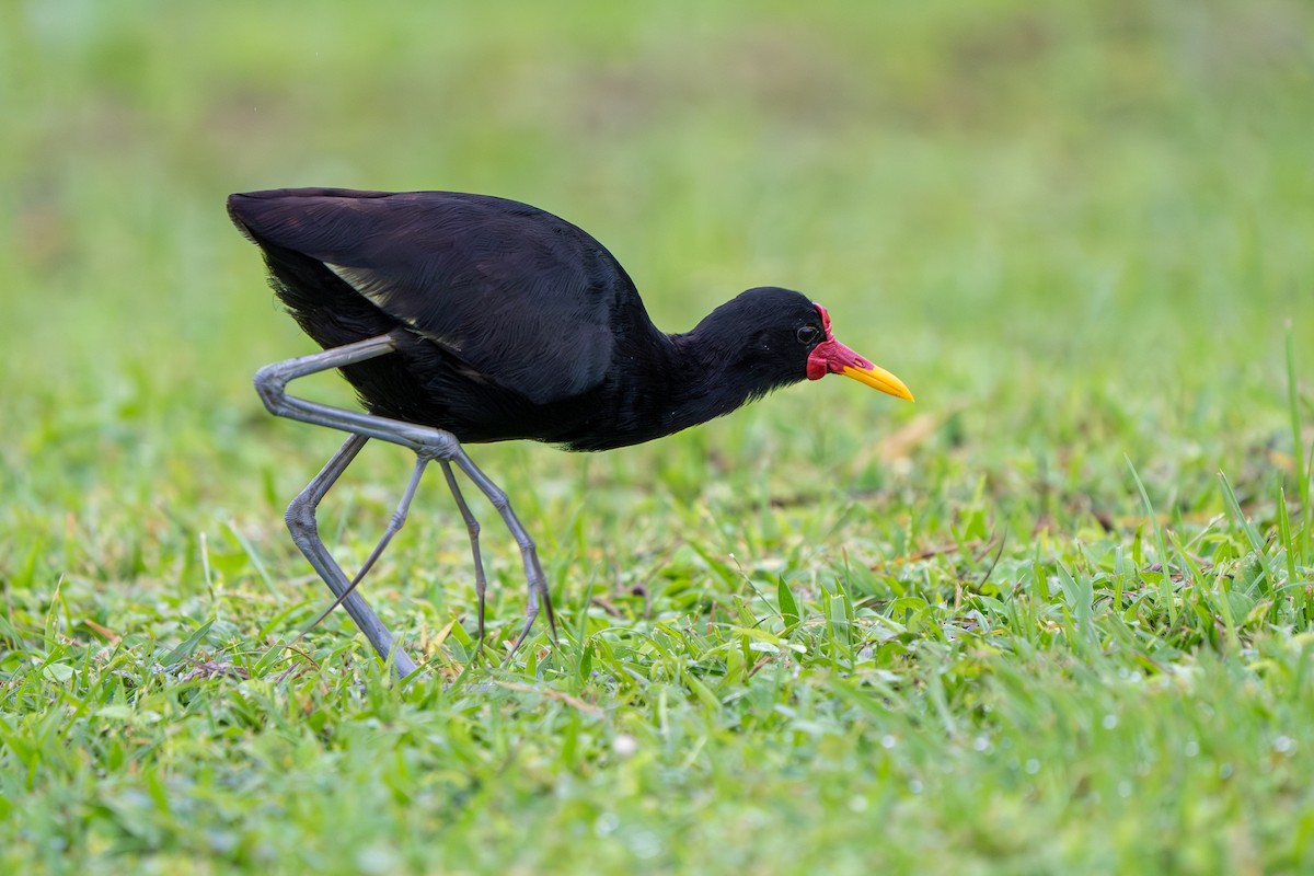 Wattled Jacana - ML646992436