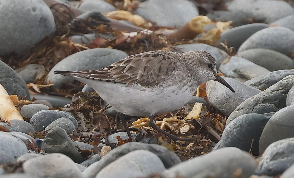 bonapartesnipe - ML646992437