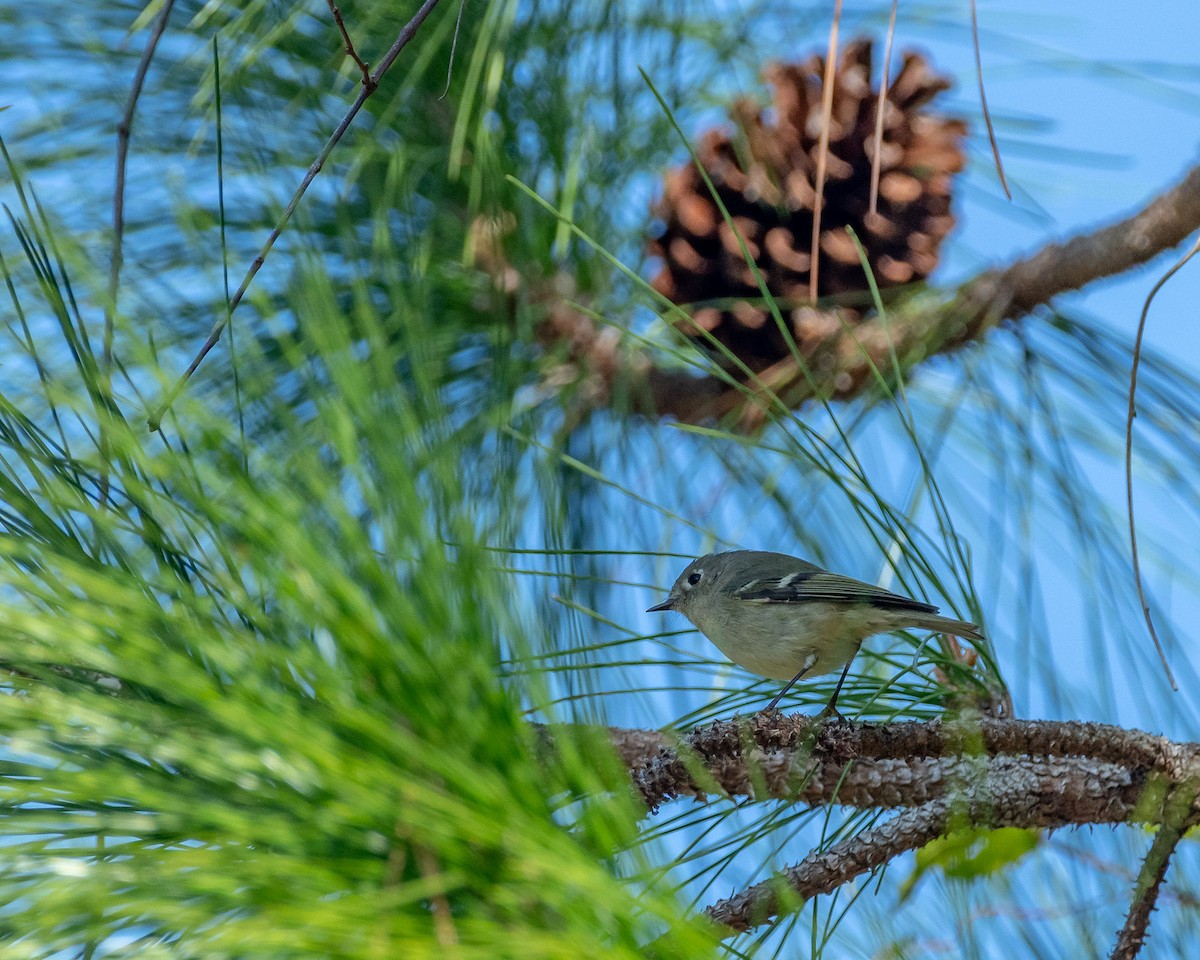 Рубиноголовый королёк - ML646992438