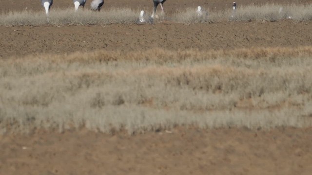 Telli Turna - ML646992442