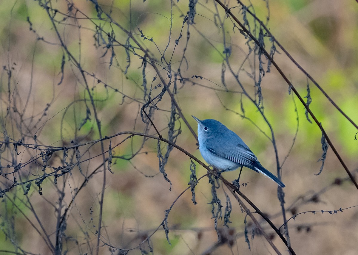 Голубая комароловка - ML646992443