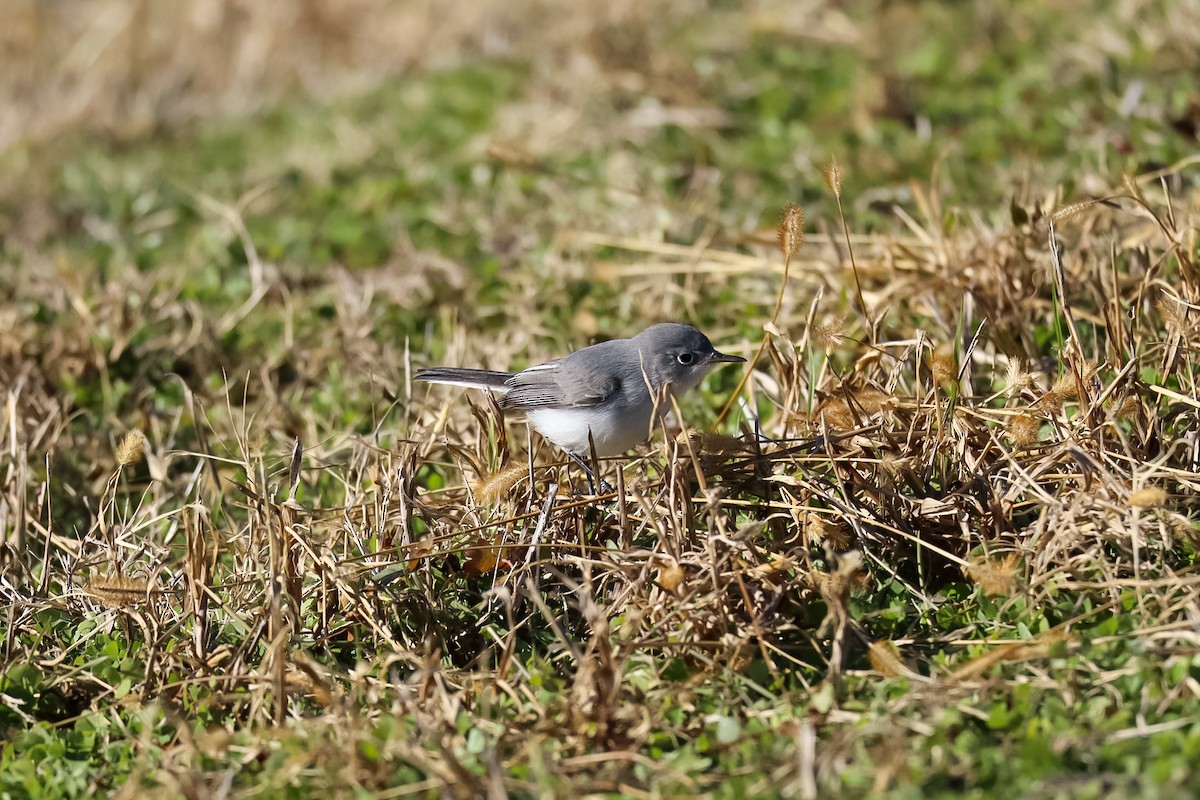 Blue-gray Gnatcatcher - ML646992444
