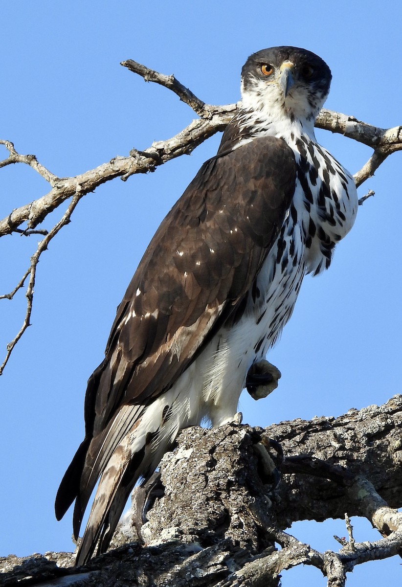 African Hawk-Eagle - ML646992446