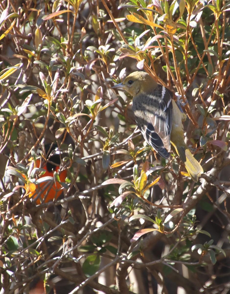 Baltimor Turpiyalı - ML646992447