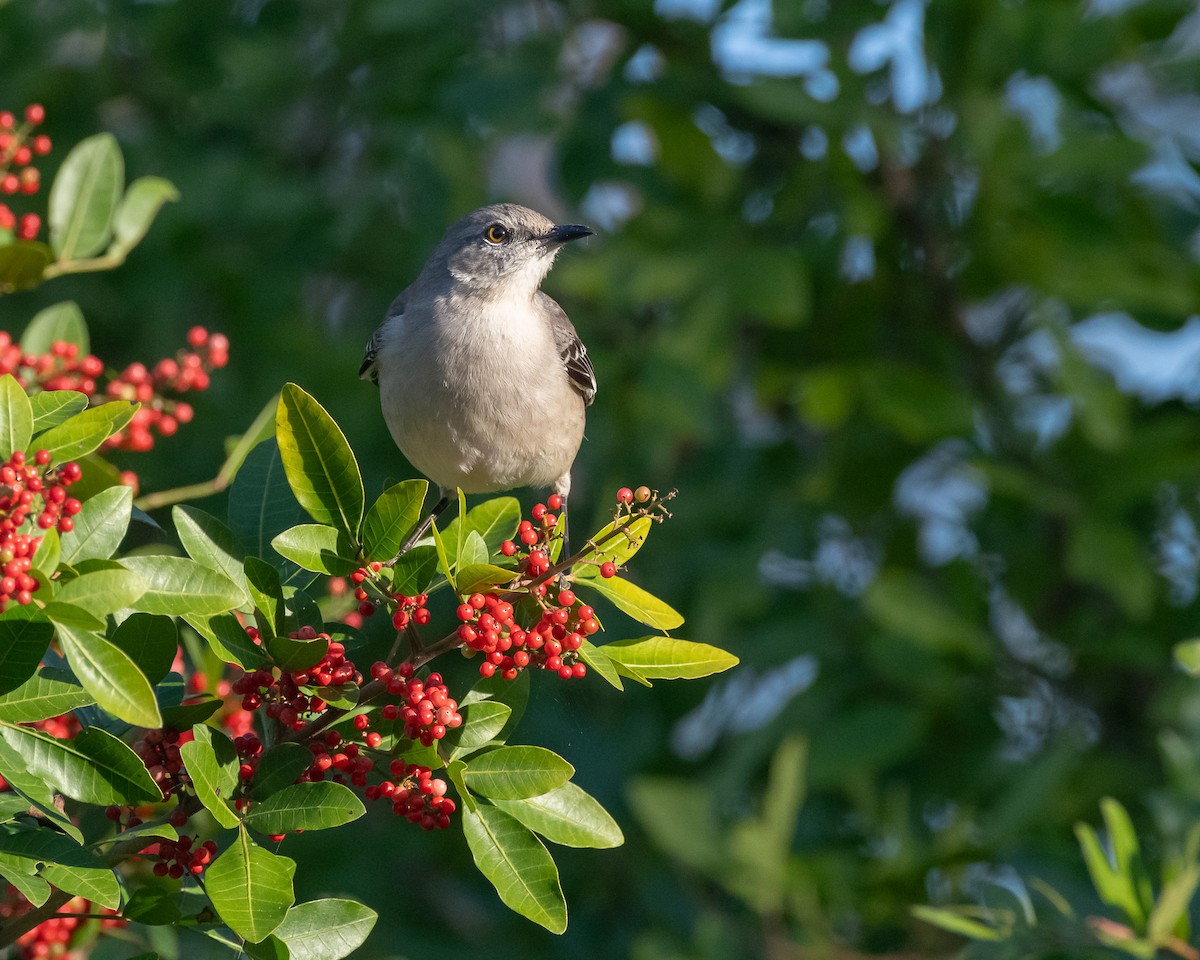 Многоголосый пересмешник - ML646992450