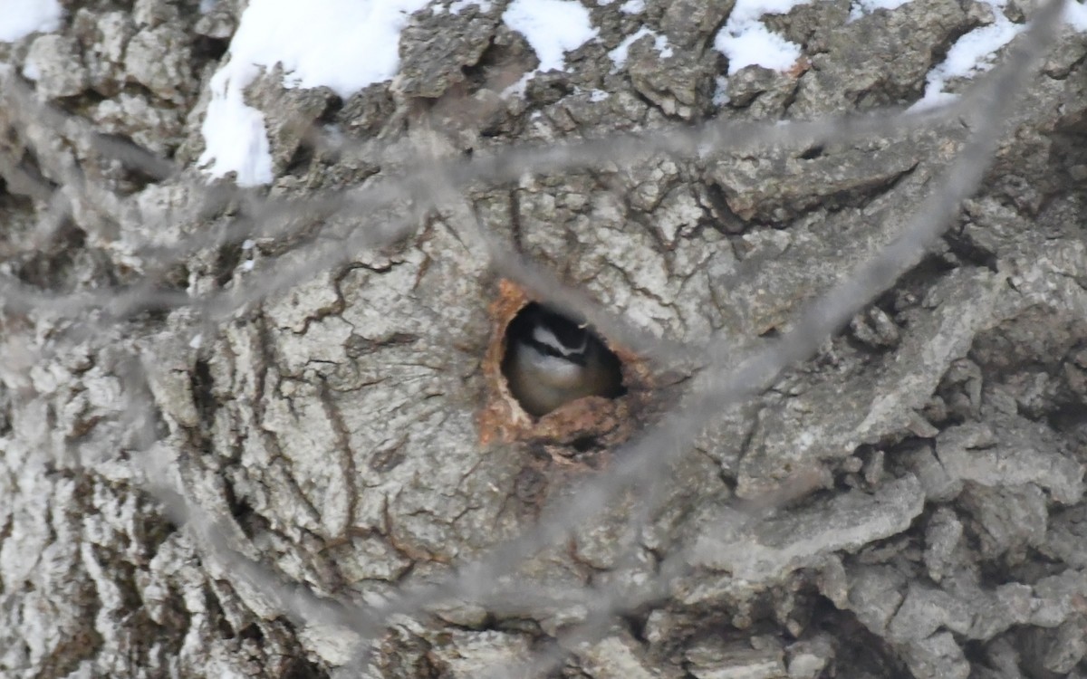 Канадский поползень - ML646992451