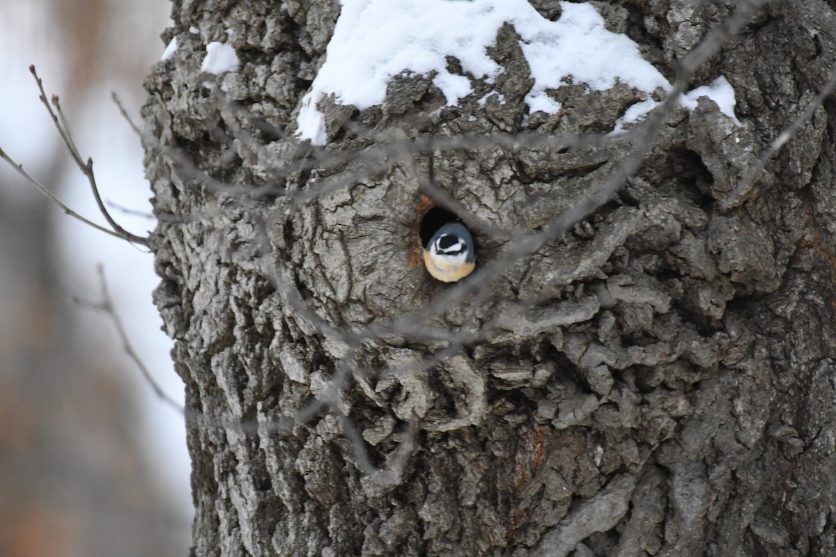 Канадский поползень - ML646992452