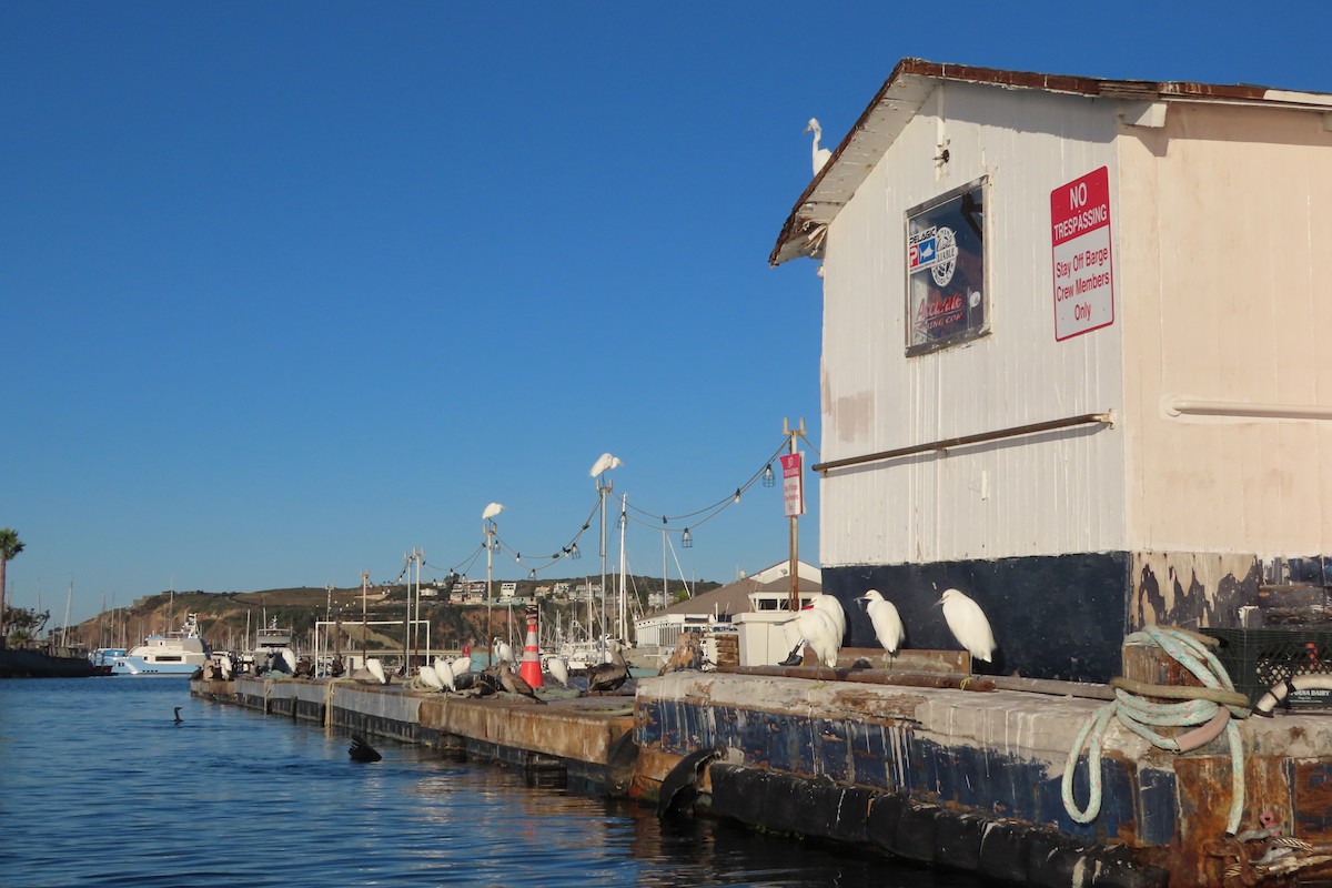 ユキコサギ - ML646992457