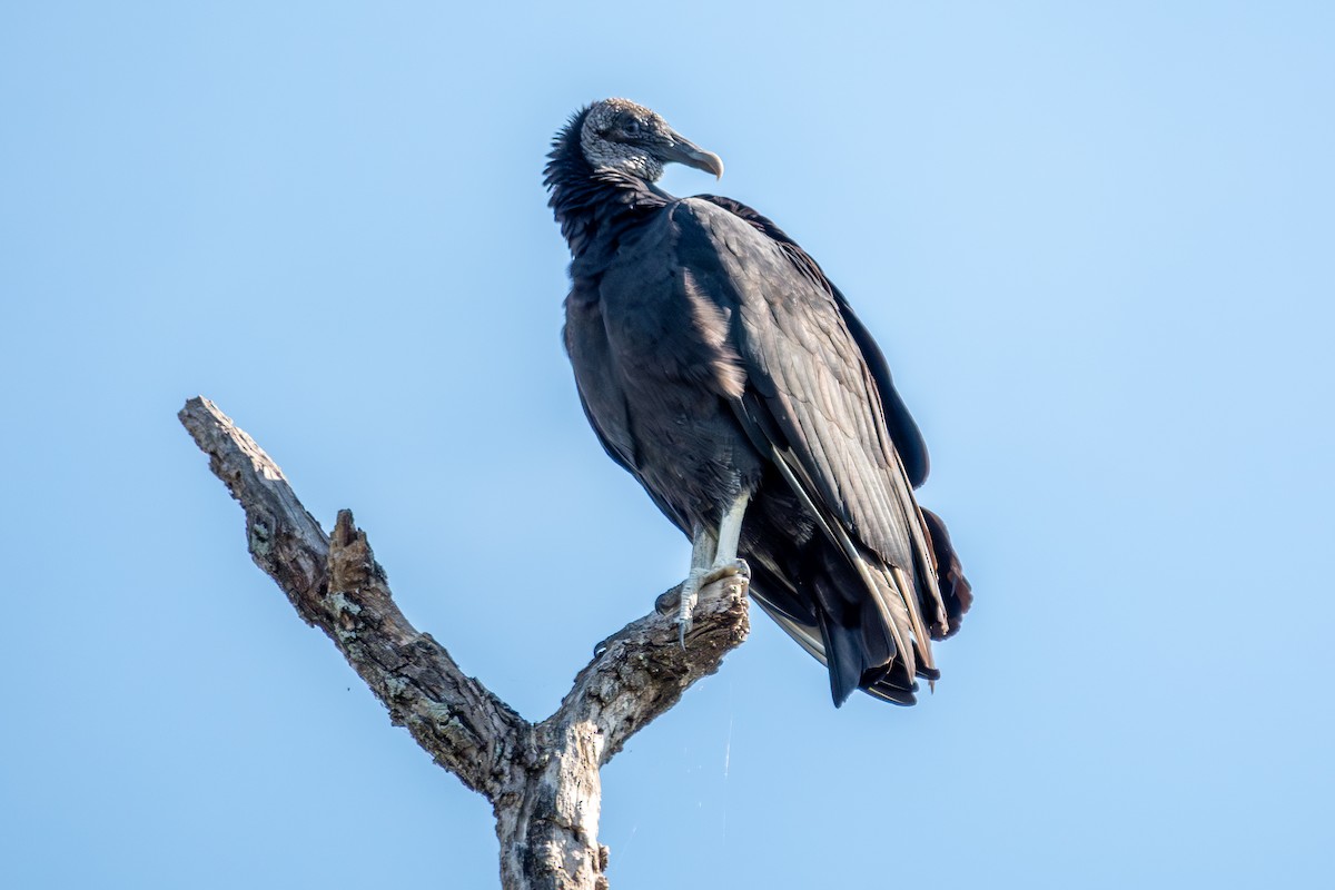 svartkondor - ML646992459