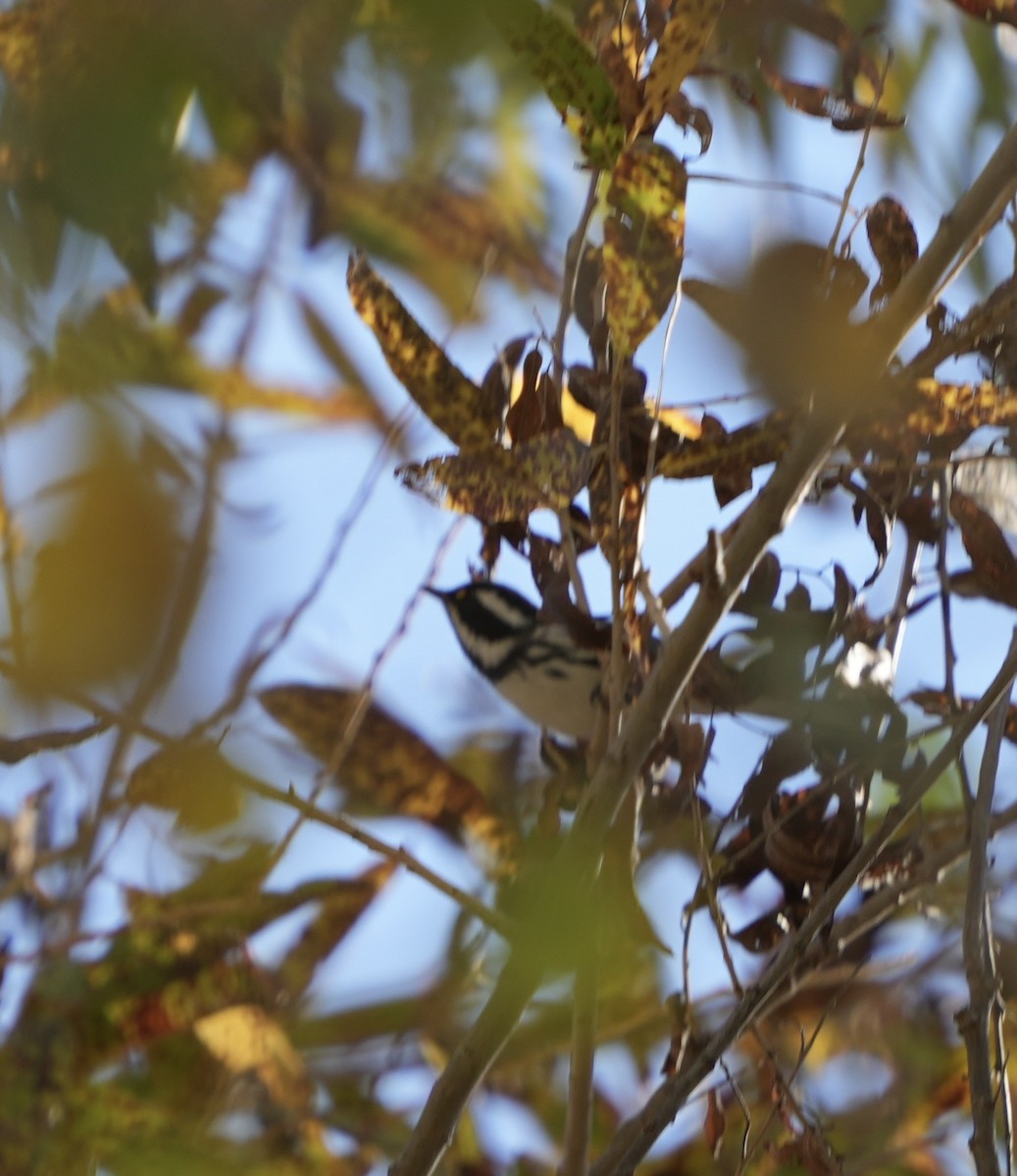 Trauerwaldsänger - ML646992463