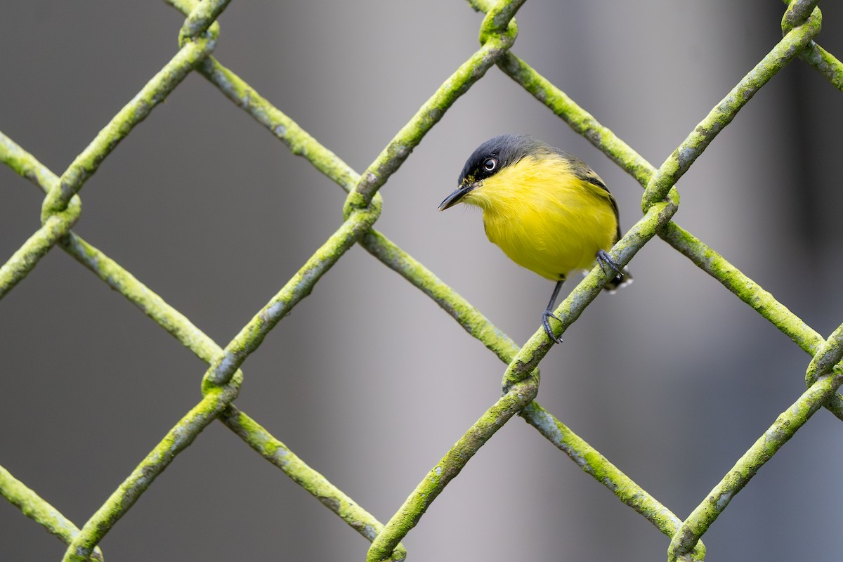 Common Tody-Flycatcher - ML646992467