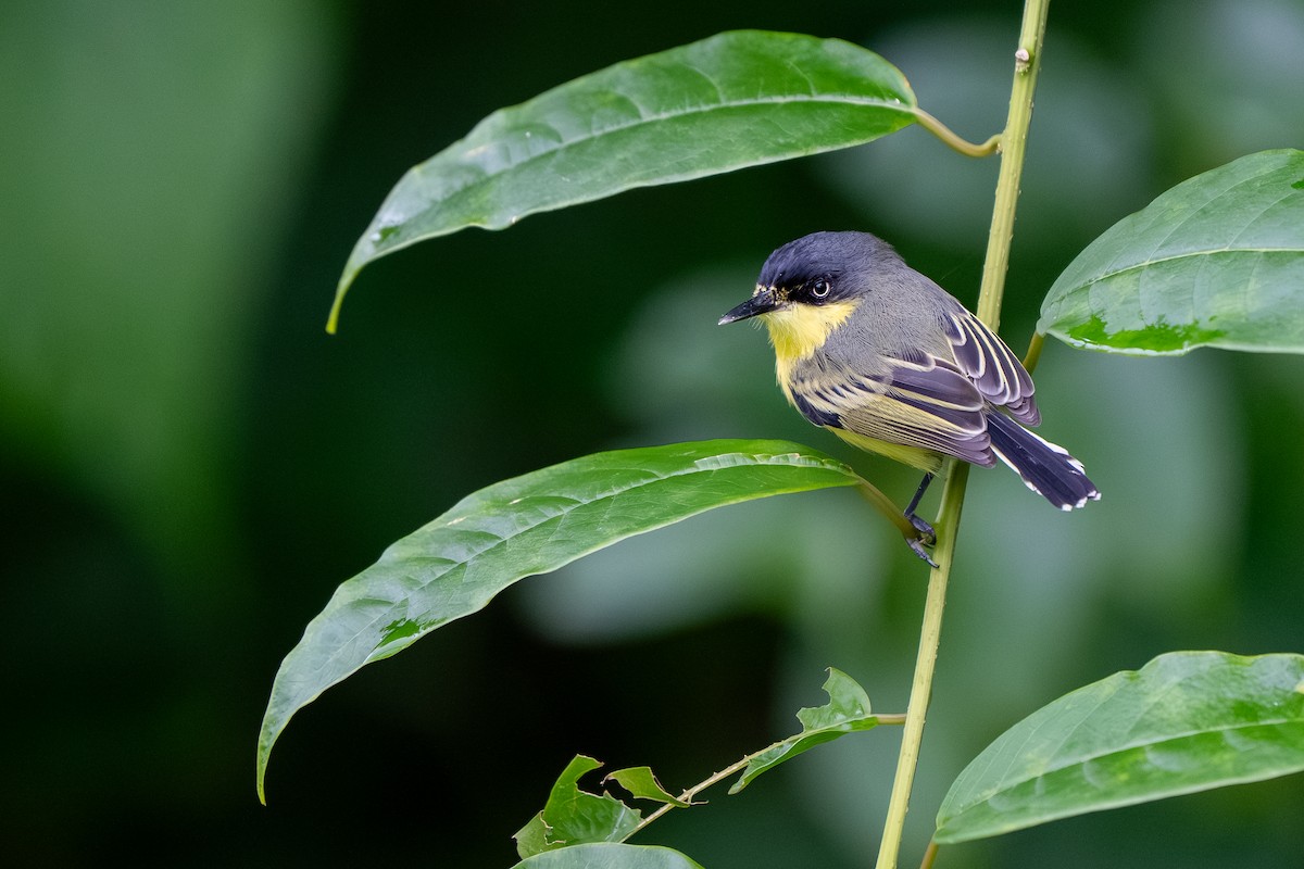 Common Tody-Flycatcher - ML646992468