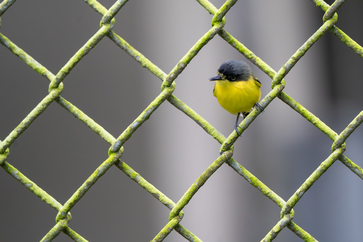 Common Tody-Flycatcher - ML646992469