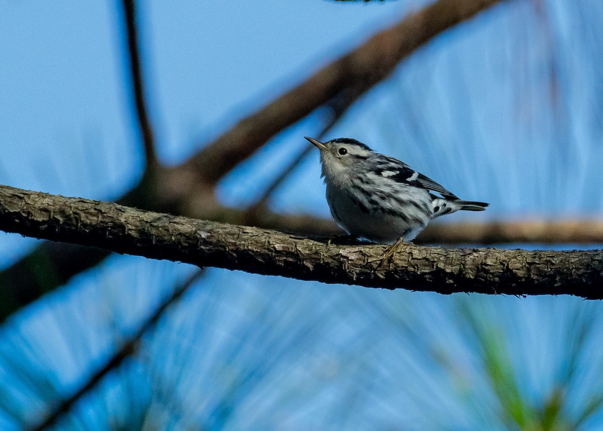 Пищуховая древесница - ML646992470