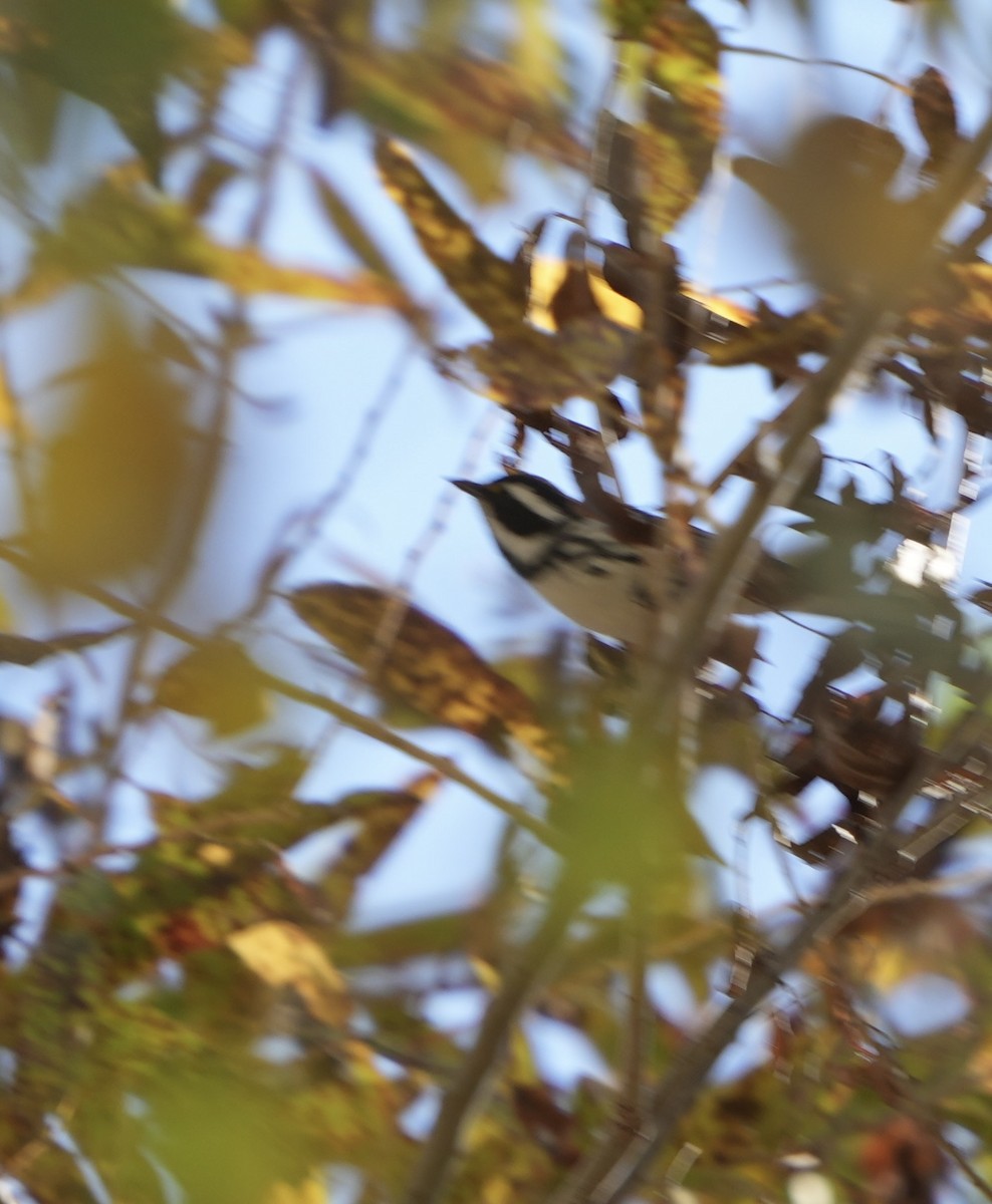 Trauerwaldsänger - ML646992471