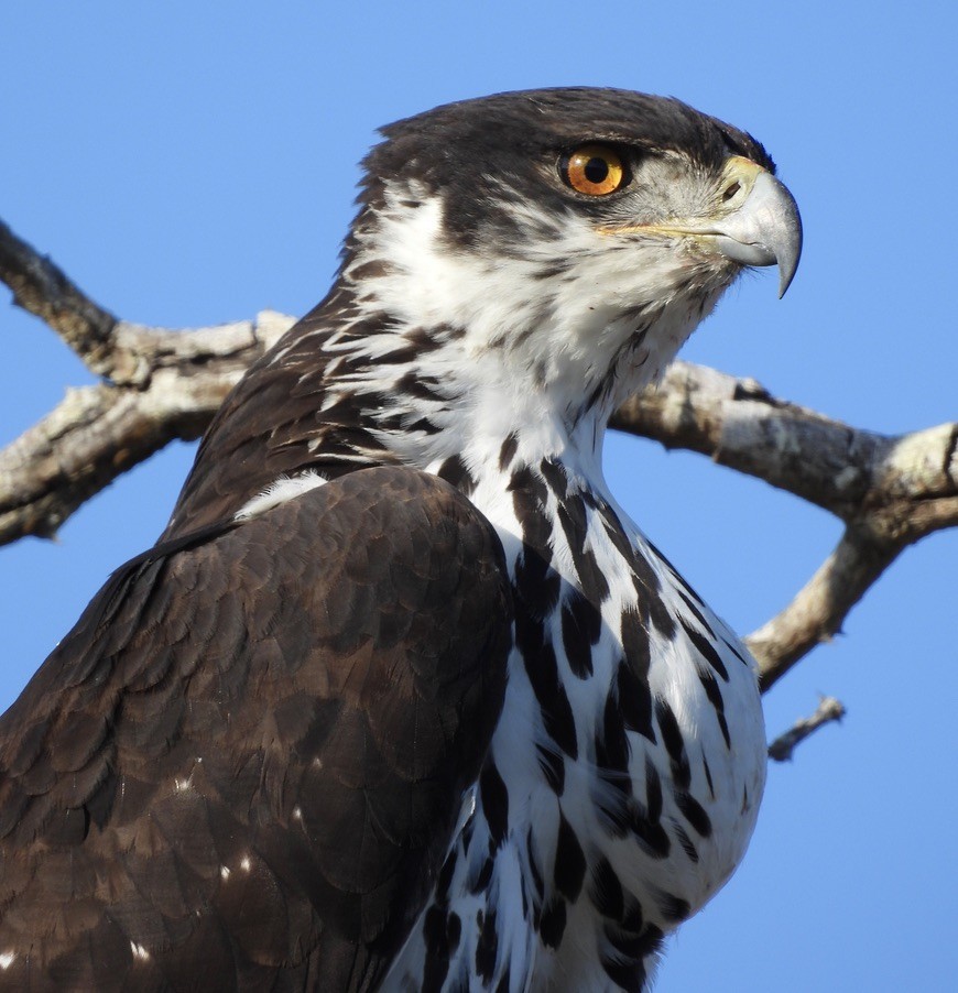 African Hawk-Eagle - ML646992472