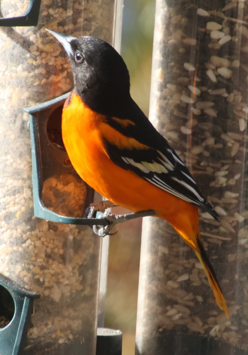 Baltimor Turpiyalı - ML646992476