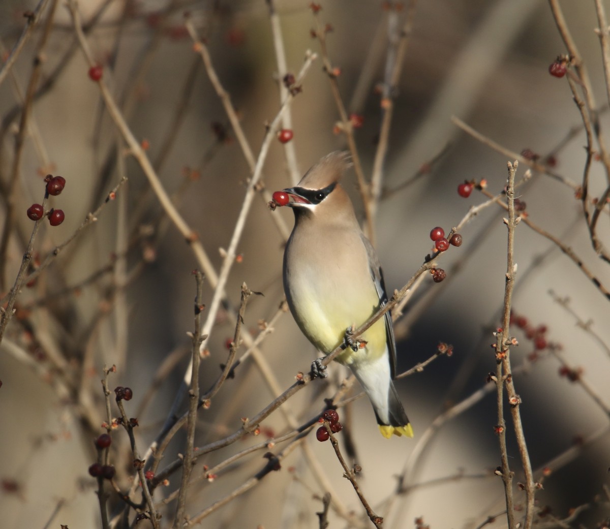 Cedar Waxwing - ML646992480