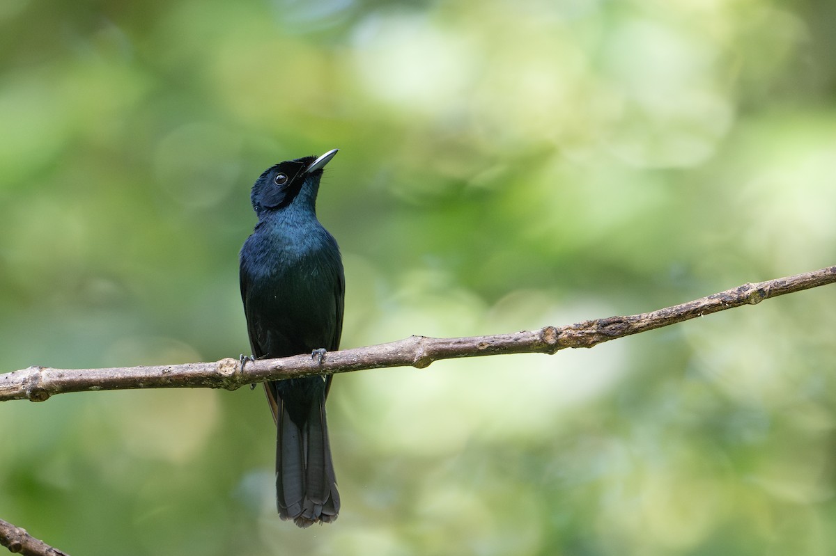 Glanzmonarch - ML646992481