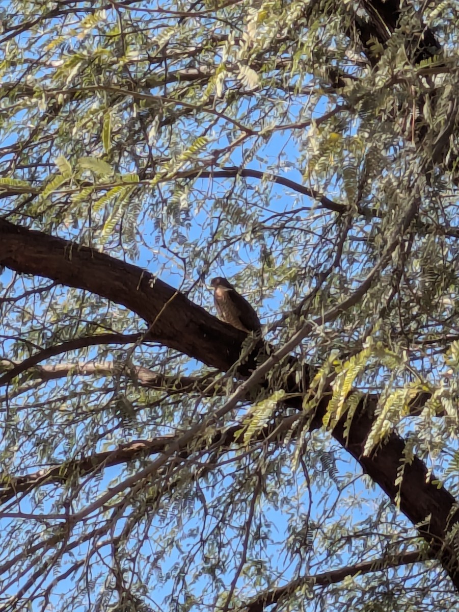 Cooper's Hawk - ML646992483