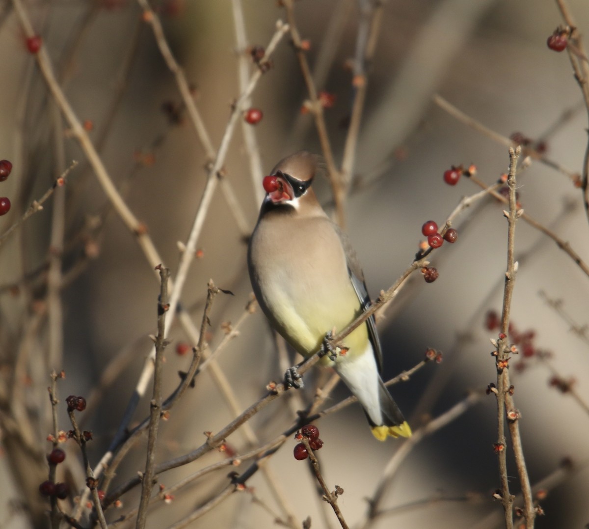 Cedar Waxwing - ML646992484