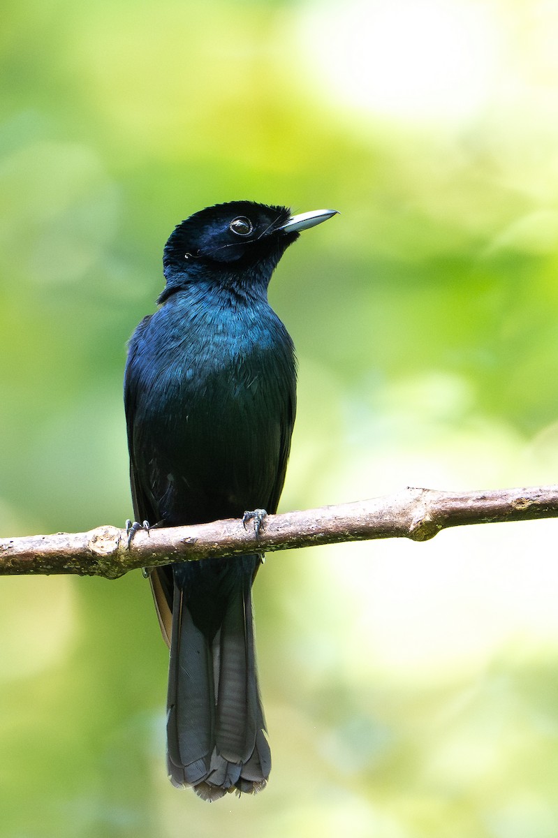 Glanzmonarch - ML646992485