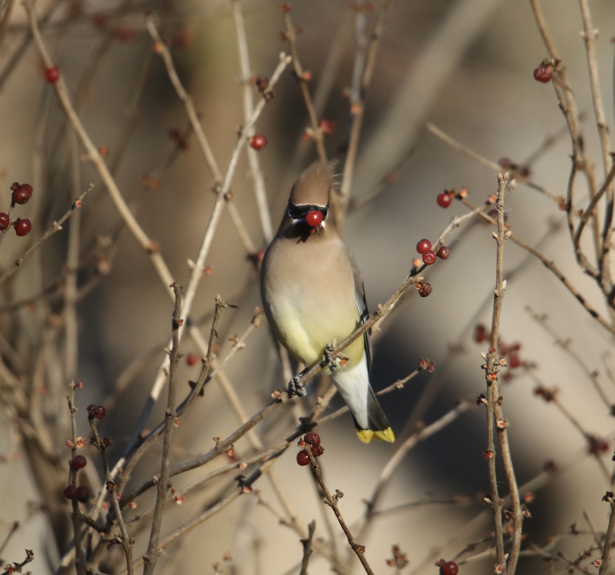 Cedar Waxwing - ML646992486
