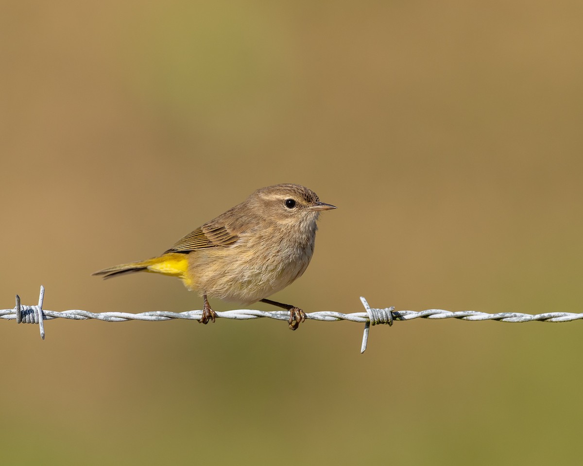 Пальмовая древесница - ML646992491