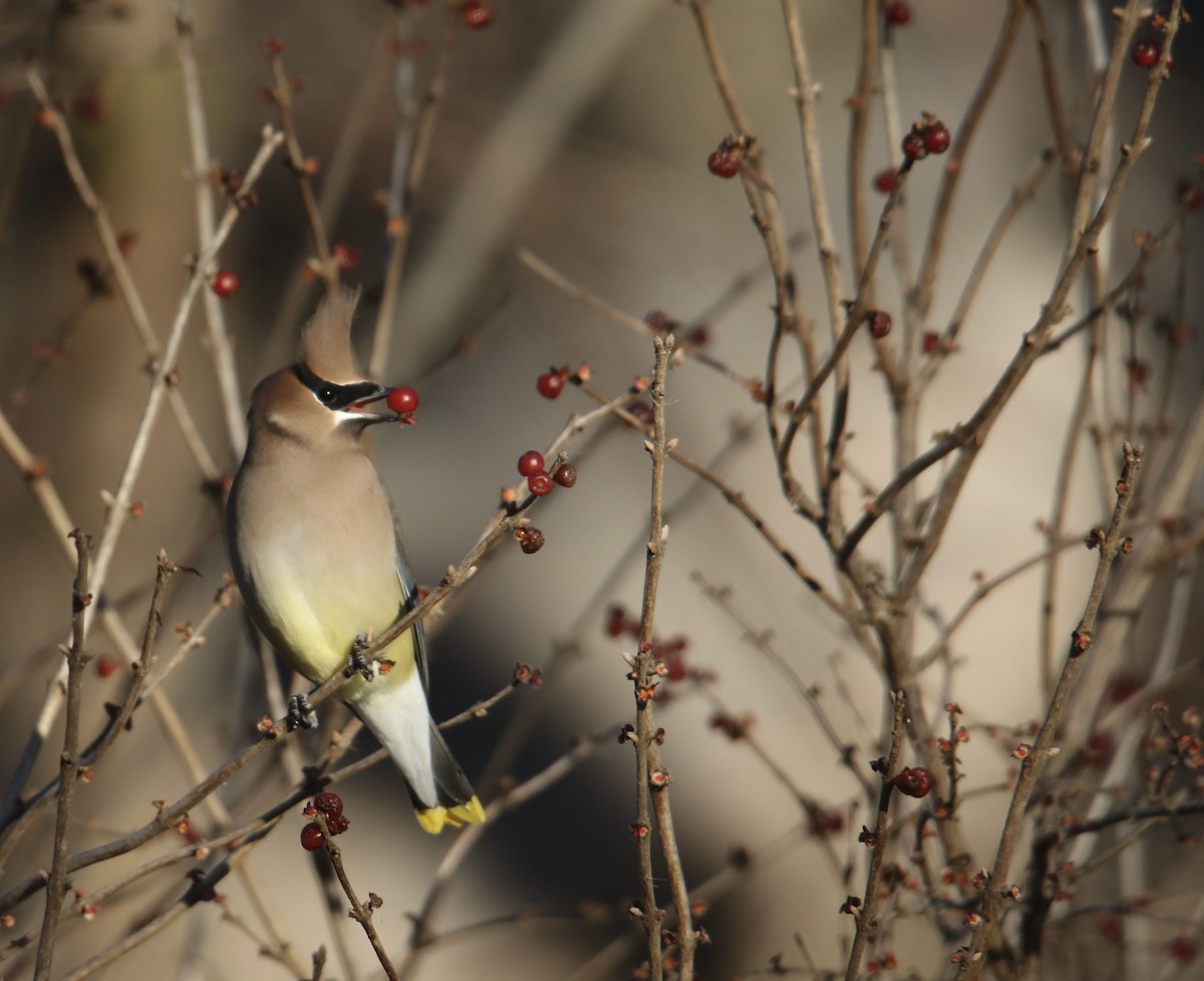 Cedar Waxwing - ML646992492