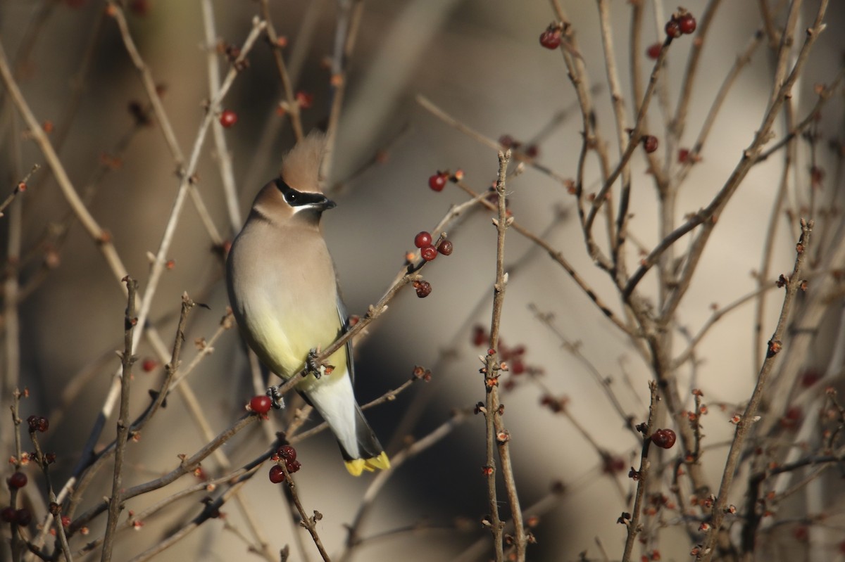 Cedar Waxwing - ML646992495
