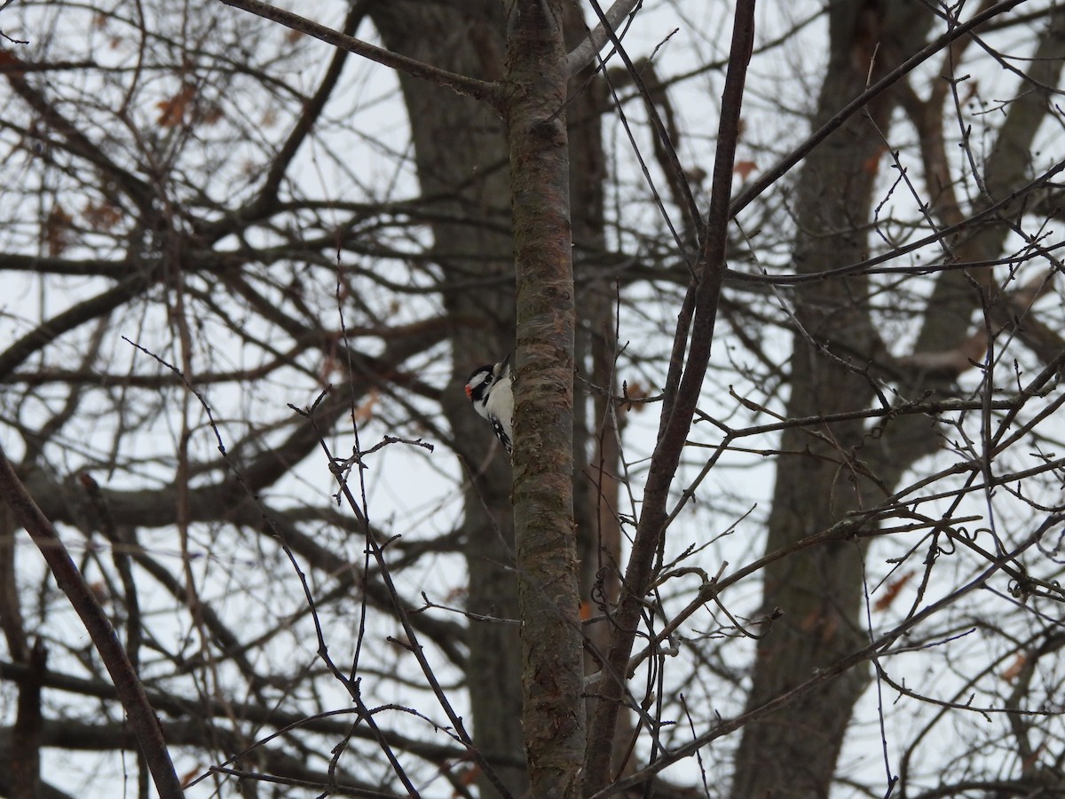 strakapoud osikový - ML646992496