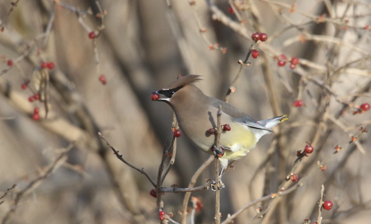 Cedar Waxwing - ML646992497