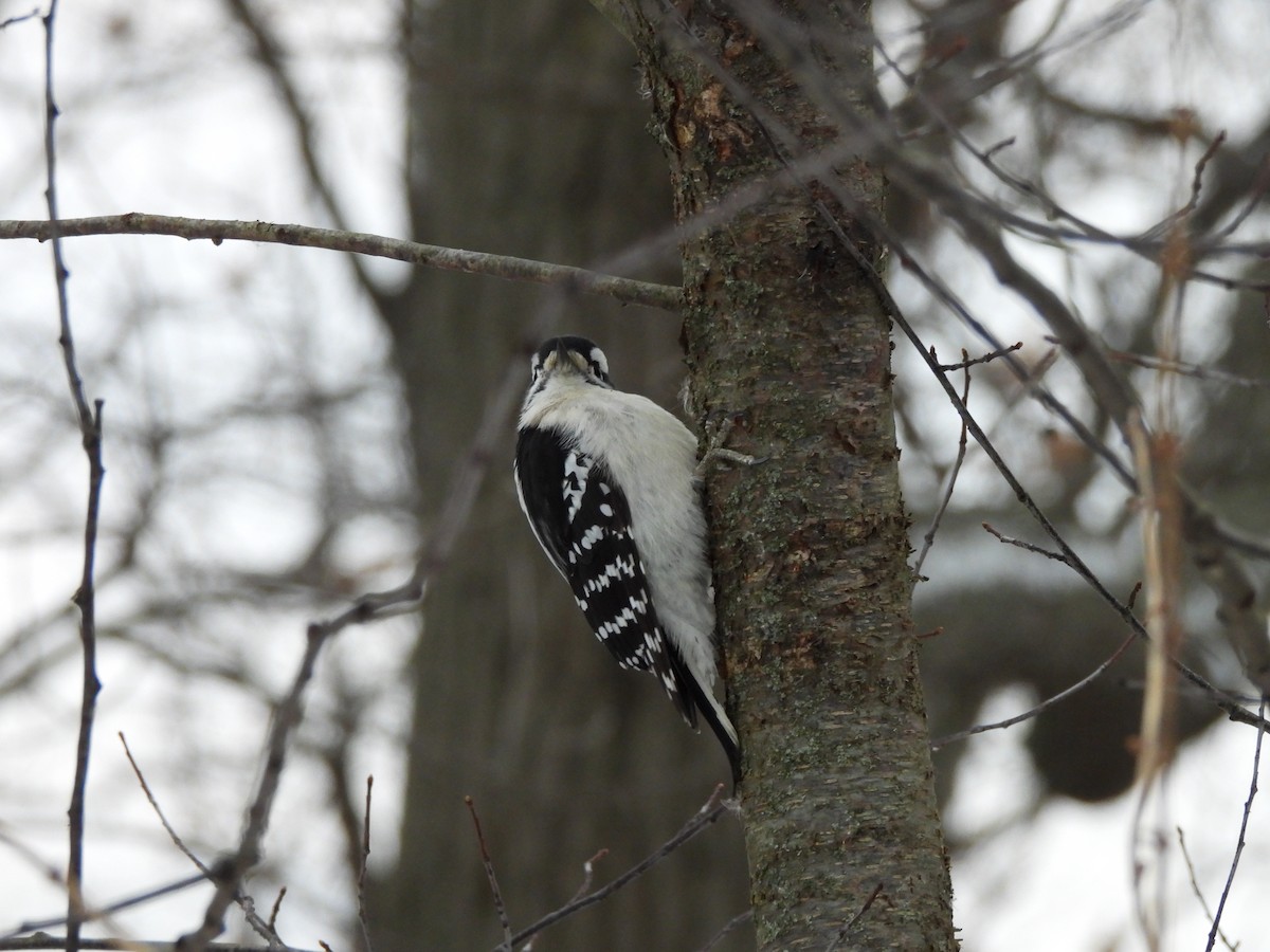 strakapoud osikový - ML646992498