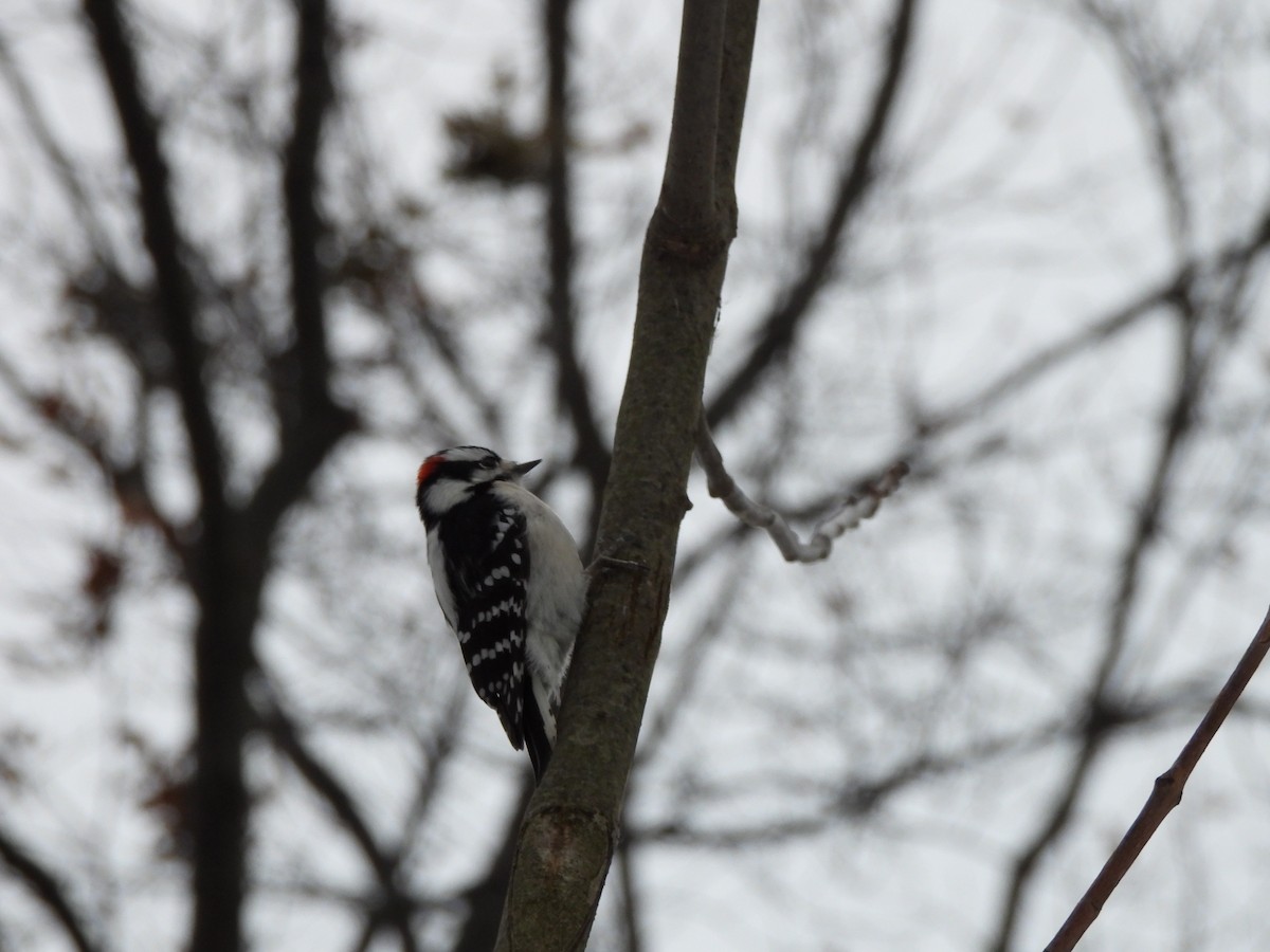 strakapoud osikový - ML646992499