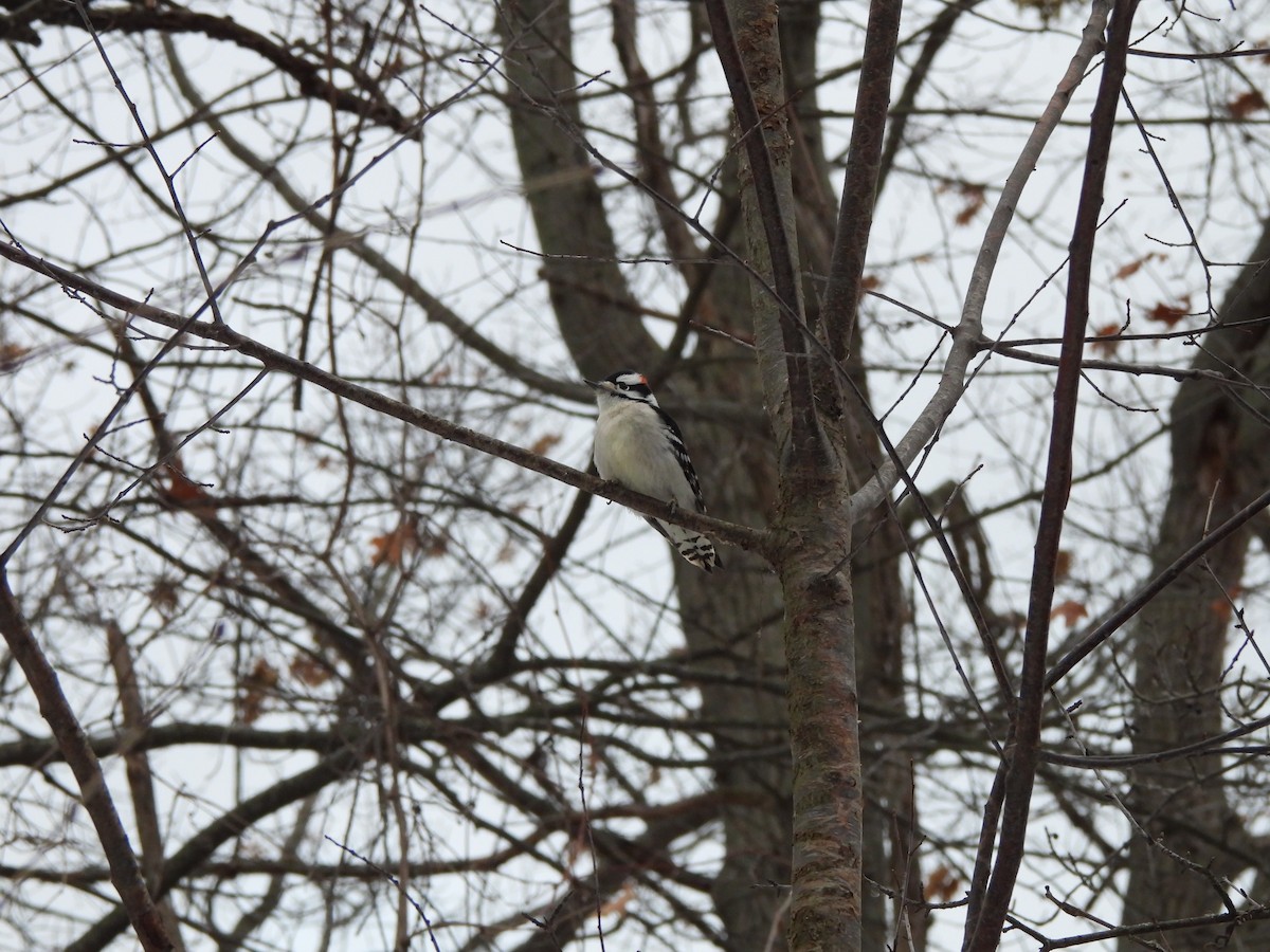 strakapoud osikový - ML646992500